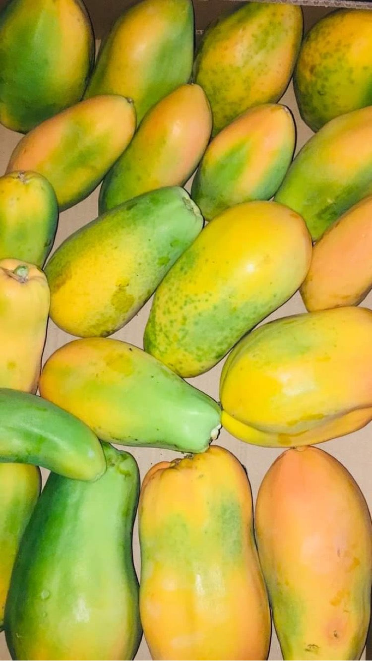 Papajos