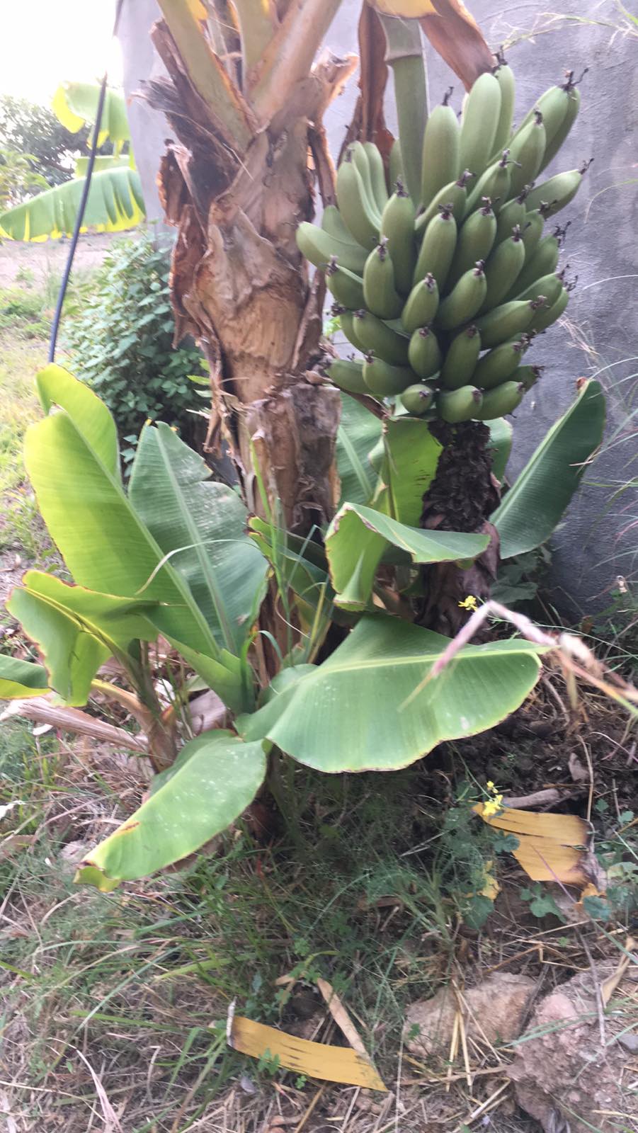 Ekologiškų bananų kekė Ispanijos ūkyje ant medžio